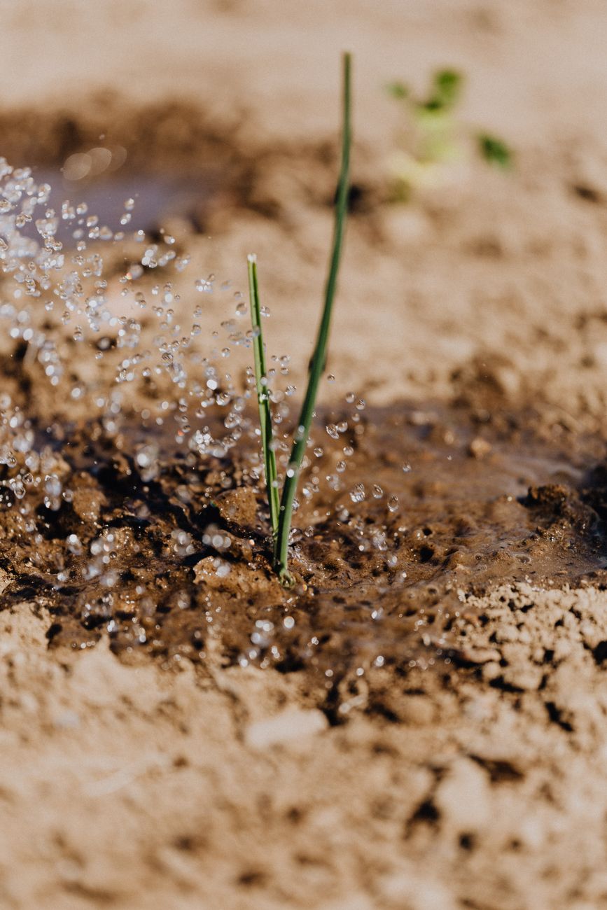 Irrigating Deserts: Reviving Human Value